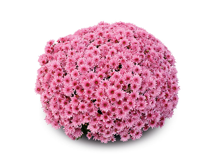 Chrysanthème Bahia Rose