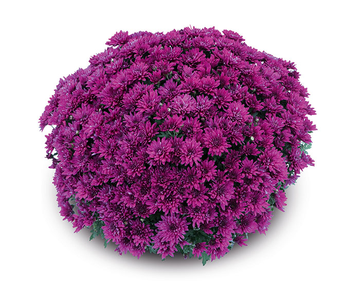Chrysanthème Bahia Violet