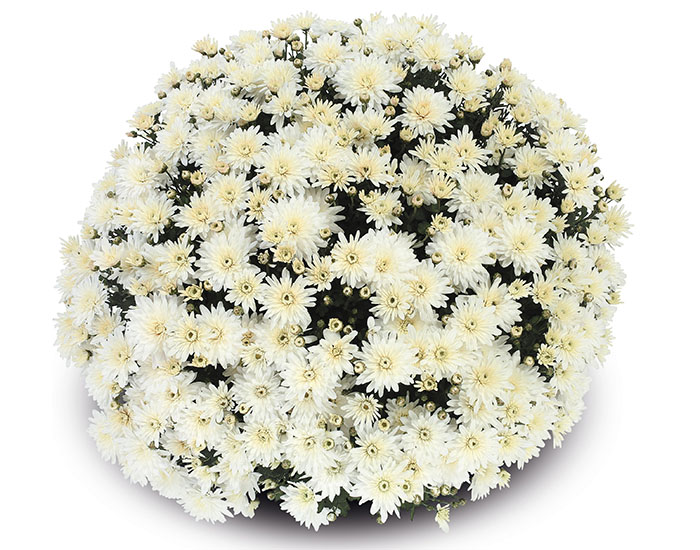 Chrysanthème Burma Blanc