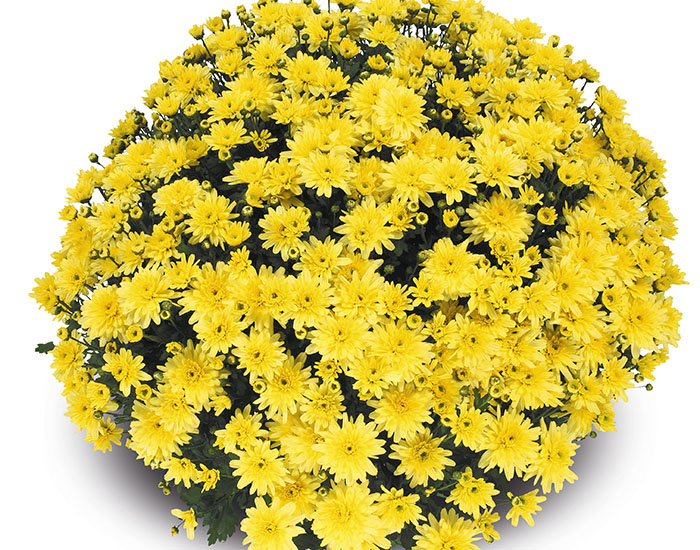 Chrysanthème Burma Jaune