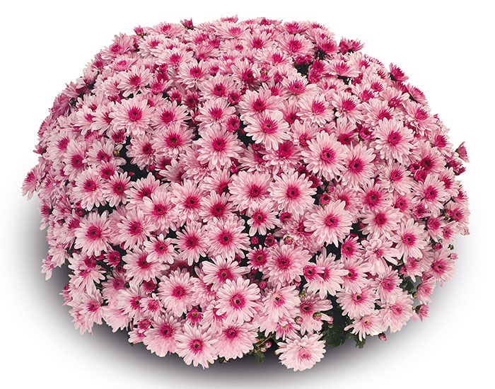 Chrysanthème Burma Rose