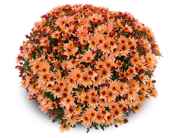 Chrysanthème Caldera Salmon