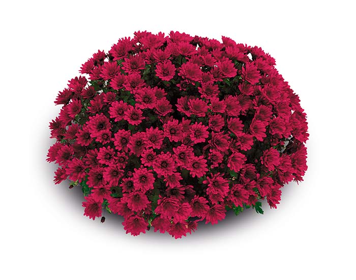 Chrysanthème Fructa Framboise