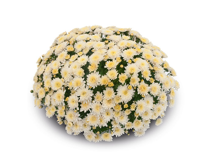 Chrysanthème Yooky Blanc