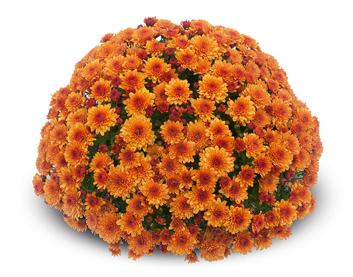 Chrysanthème Yooky Caramel