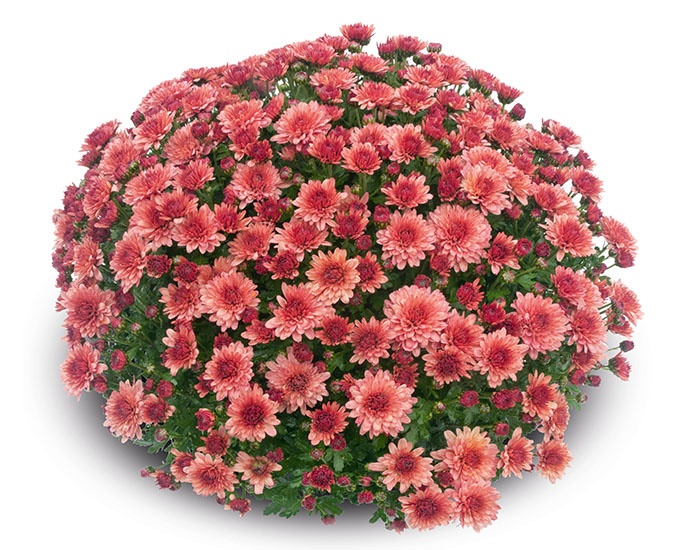 Chrysanthème Yooky Coral