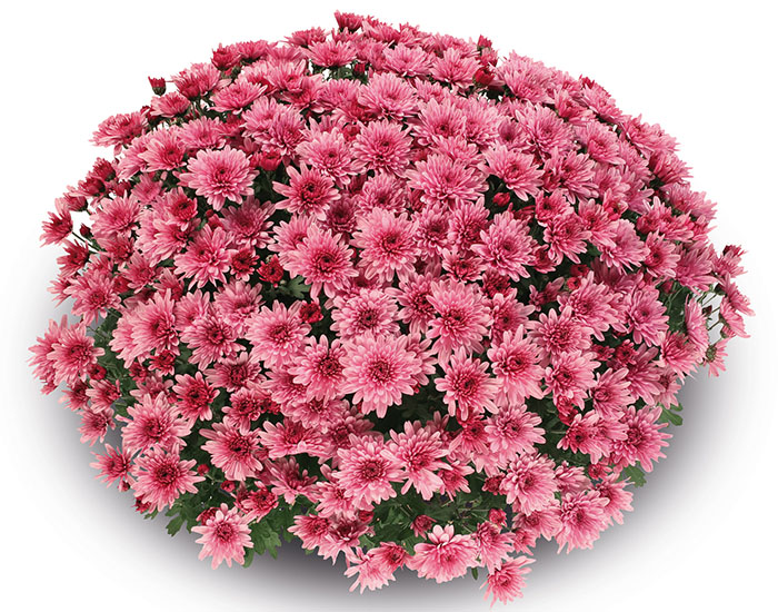Fleurs et massifs