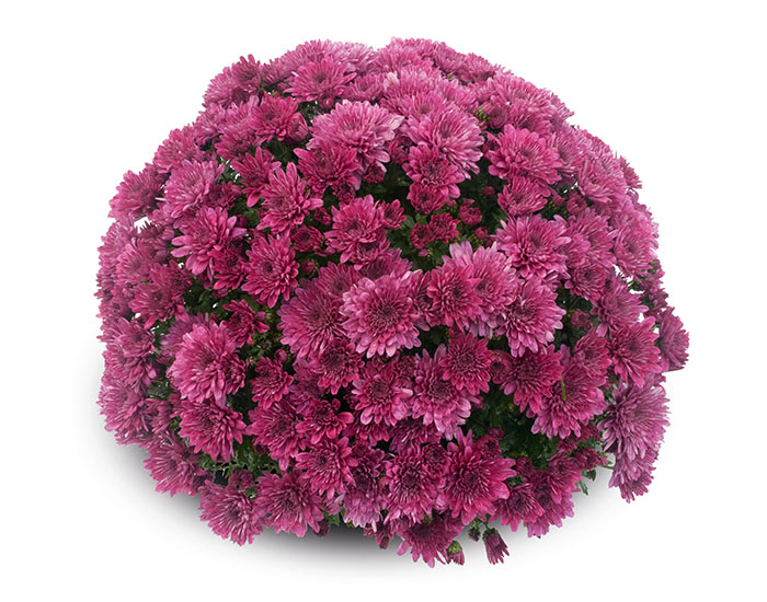 Chrysanthème Yooky Violet