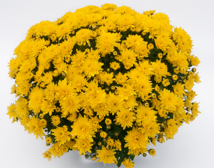 Chrysanthème Yooky Yellow