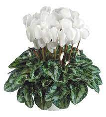 Cyclamen Blanc