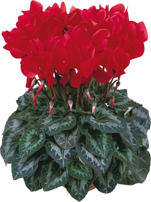 Cyclamen Rouge