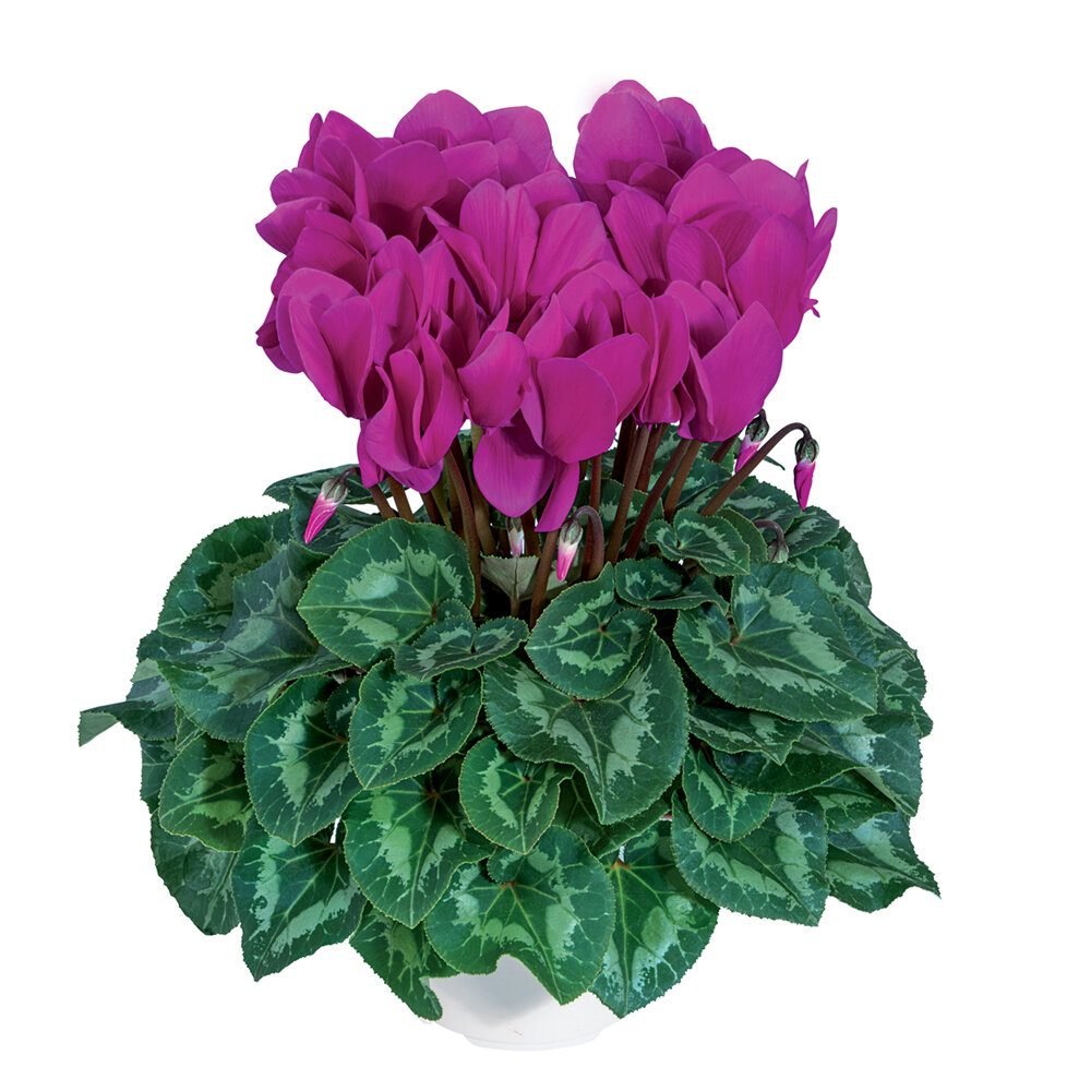 Cyclamen Violet