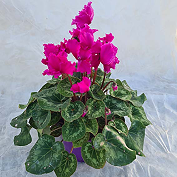 Fleurs d'automne