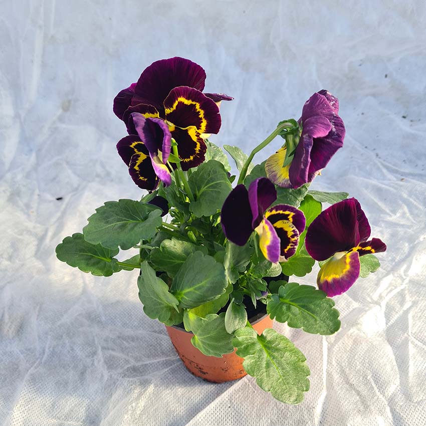 Fleurs de saison