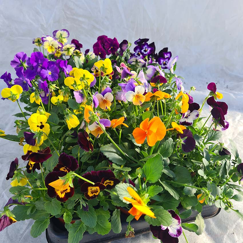 Serres fleurs