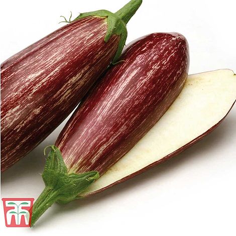 Aubergine Angela