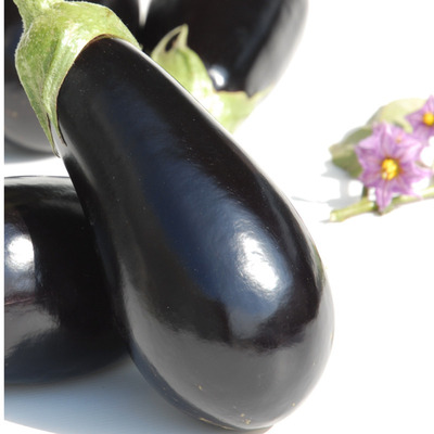 Aubergine Shakira