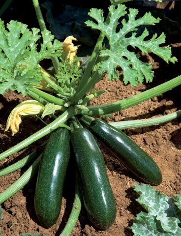 Courgette Astia