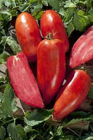 Tomate Bellandine