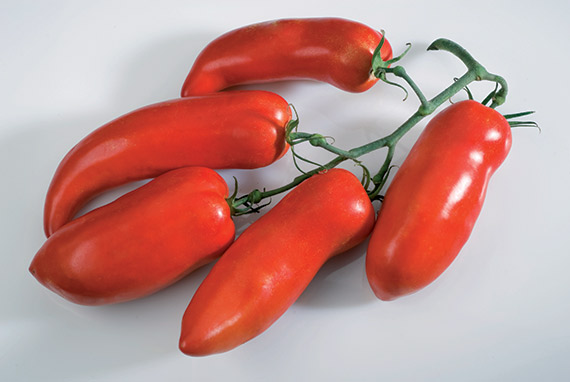 Tomate Cornabel