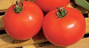 Tomate Estiva