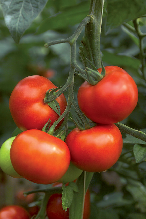 Tomate Gloriette