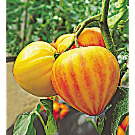 Tomate Gourmasun
