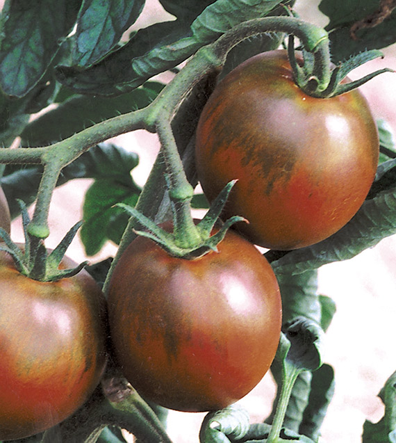 Tomate Russe Noire