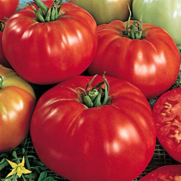 Tomate Supersteak