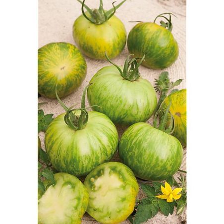Tomate Tiverta