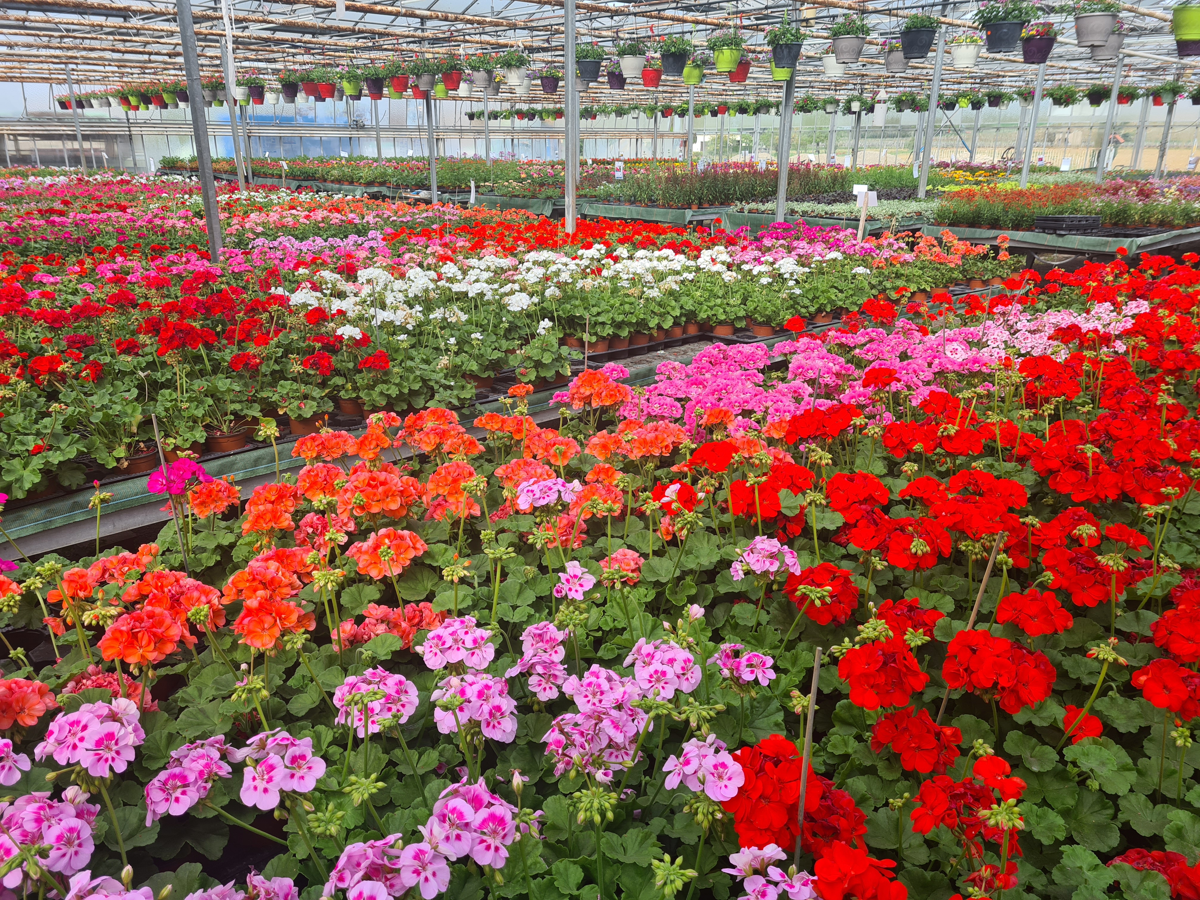 Plantes serres